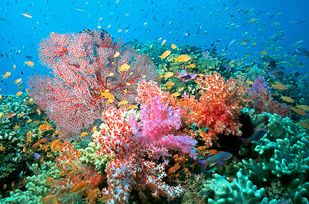 Coral Reefs - Metz Learning: The Ocean